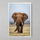 Quadro Decorativo Elefante- Em Canvas
