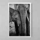 Quadro Decorativo Elefante- Em Canvas
