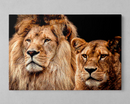 Quadro Decorativo  Leões  - Em Canvas
