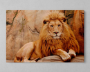 Quadro Decorativo  Leões  - Em Canvas